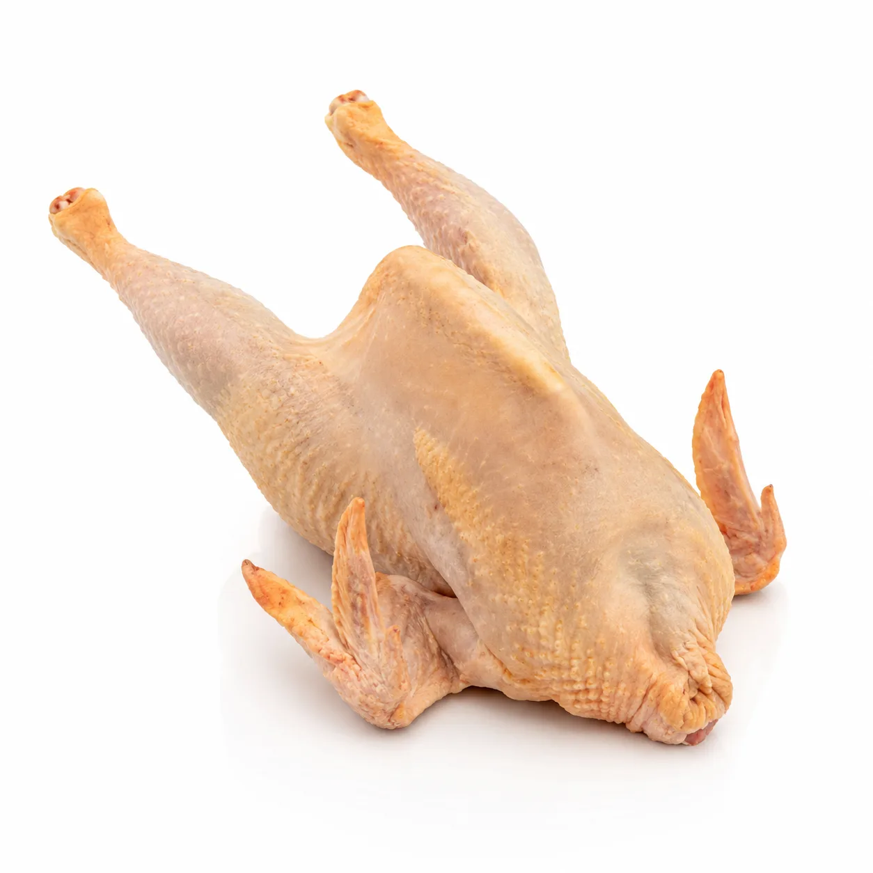 Gallina